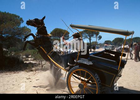 Ein Pilgerkutschpferd, Donana-Nationalpark Andalusien, Spanien Stockfoto