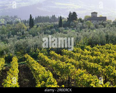 Weinberge und Olivenbäume, Chianti, Toskana, Italien Stockfoto