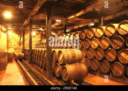 Holzfässer im Weinkeller von Bodegas Muga, Haro, La Rioja, Spanien Stockfoto