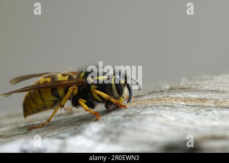 Natürliche Nahaufnahme auf einer deutschen Papierwespe, Vespula germanica sammelt und schneidet Holz, um ihr Nest zu bauen Stockfoto