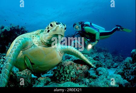 Grüne Schildkröte und Taucher, Chelonia mydas, Malaysia, Sipadan, Borneo, Celebessee Stockfoto