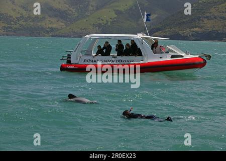 Taucher schwimmen mit Delfinen vor dem Ufer der Halbinsel Banks, South Island, Neuseeland, Ozeanien Stockfoto