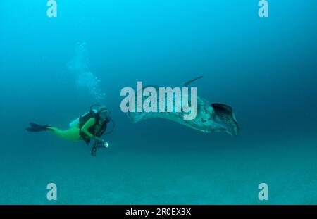 Schwarzfleckenrochen und Taucher, Taeniura meyeni, Malediven, Indischer Ozean, Ari Atol, Atoll Stockfoto