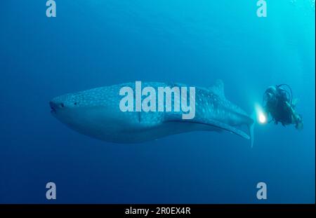 Weibliche Schnorchlerin schwimmt mit Walhai, Rhincodon Thypus, Malediven, Indischer Ozean Stockfoto