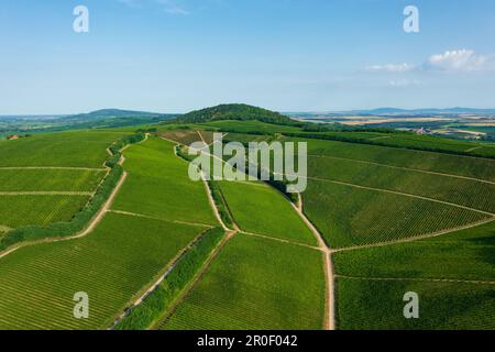 Luftaufnahme über die berühmten Weinberge Ungarns in der Weinregion Villany. Ungarischer Name ist Ördögárok. Stockfoto