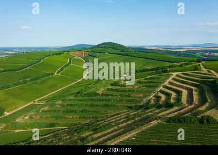 Luftaufnahme über die berühmten Weinberge Ungarns in der Weinregion Villany. Ungarischer Name ist Ördögárok. Stockfoto