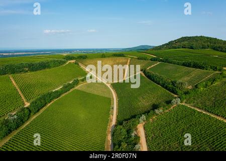 Luftaufnahme über die berühmten Weinberge Ungarns in der Weinregion Villany. Ungarischer Name ist Ördögárok. Stockfoto