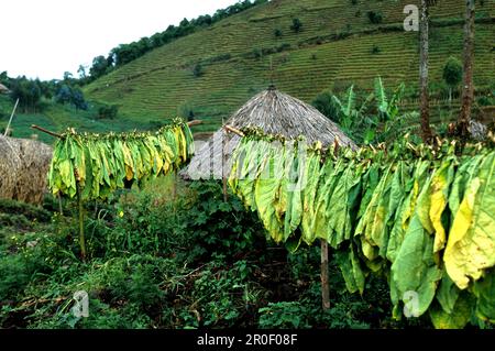 Tabakblätter trocknen in der Sonne, Virunga-Gebirge, Zaire, Demokratische Republik Kongo, Afrika Stockfoto