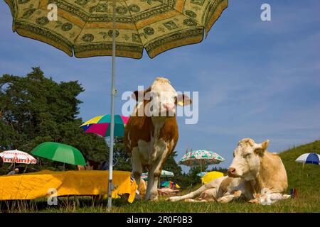 Kühe unter Sonnenschirm, Strand, Oberbayern, Deutschland Stockfoto