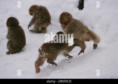 Japanische Macaque, Schneeaffe, Macaca Fuscata bei Nagano, Japan Stockfoto