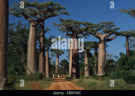 Baobabs bei Morondava, Madagaskar Stockfoto