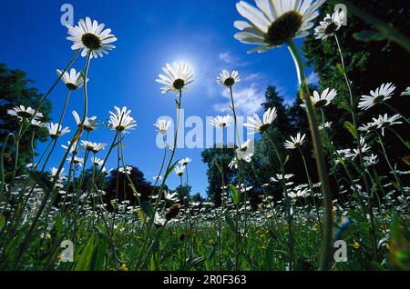 Margeriten, Marguerite, Marguerite-Wiese in der Sonne, Deutschland Stockfoto