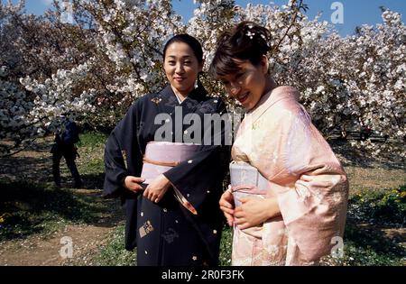 Ninna-ji-Tempel, Kirschbluetenfest, Kyoto Japan Stockfoto