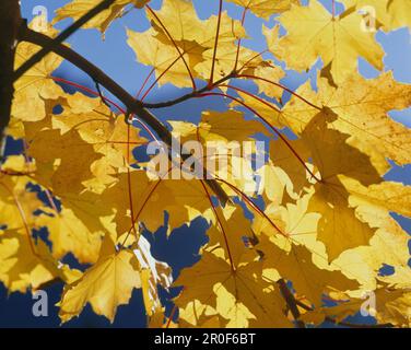 Ahornblätter im Herbst, Herbstlaub, Natur Stockfoto