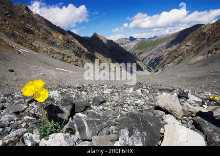 Gelbe Blume, die auf einer Eiche wächst, Papaver rhaeticum oder Papaver aurantiacum, Val Sassa, Swiss Nationalpark, Engadin, Graubuenden, Grisons, Schweiz, Stockfoto