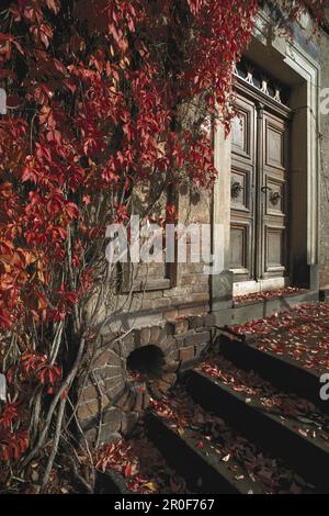 Alte Holztür mit virginia-Kriecher, Quellendorf, Sachsen Anhalt, Deutschland Stockfoto