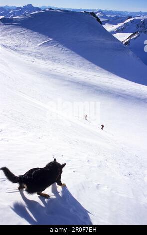 Ein Hund auf einer schneebedeckten Piste fährt zwei Skifahrer in den Bergen, Wildspitze, Tirol, Österreich Stockfoto