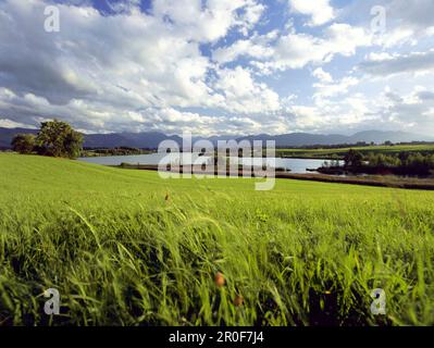 Riegsee, Oberbayern, Deutschland Stockfoto