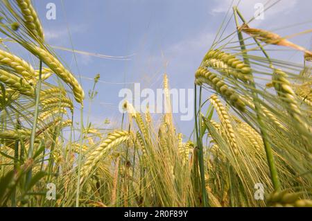 Nahaufnahme des Weizenfeldes, Ansicht aus niedrigem Winkel Stockfoto