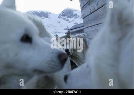 Huskies in Simonyhuette vor Hallstaetter Gletscher, Dachstein, Österreich Stockfoto
