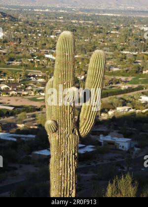 SAGUARO-KAKTUS AUF DEM CAMELBACK MOUNTAIN MIT BLICK UND AUSSICHT VOM PFAD PHOENIX. ARIZONA, VEREINIGTE STAATEN VON AMERIKA Stockfoto