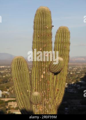 SAGUARO-KAKTUS AUF DEM CAMELBACK MOUNTAIN MIT BLICK UND AUSSICHT VOM PFAD PHOENIX. ARIZONA, VEREINIGTE STAATEN VON AMERIKA Stockfoto