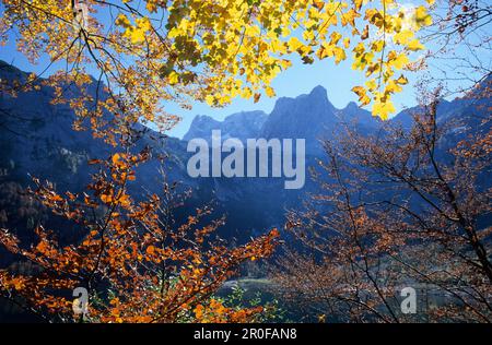 Herbststimmung mit bunten Blättern am Gosausee-See mit Blick auf Schneebergwand und Hochkesseleck, Dachstein-Gebirge, Oberösterreich, Austr Stockfoto