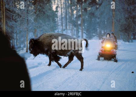 Bison Crossing Road vor dem Schneemobil, Yellowstone National Park, Wyoming, USA, Amerika Stockfoto