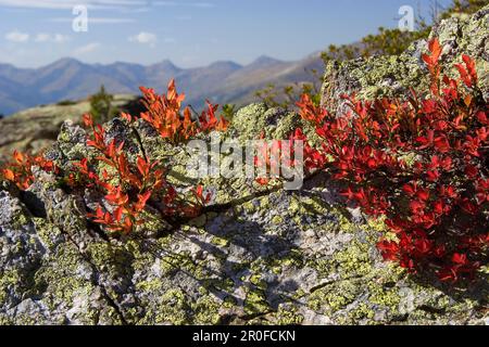 Autumncolors in den Alpen, Blaubeere, Vaccinium myrtillus, Österreich Stockfoto