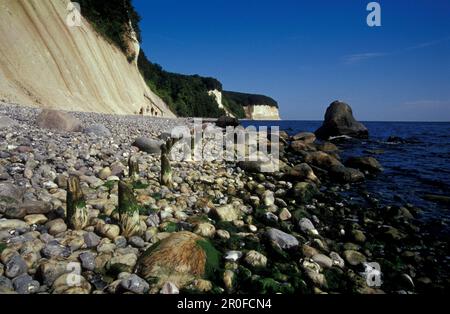 Kreidefelsen und Kieselstrand in der Nähe von Sassnitz, Insel Rugen, Mecklenburg-Vorpommern, Deutschland, Europa Stockfoto
