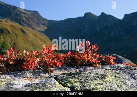 Autumncolors in den Alpen, Blaubeere, Vaccinium myrtillus, Österreich Stockfoto