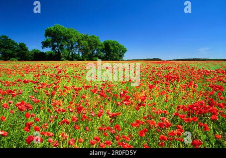 Mohn im Feld, Neuhardenberg, Brandenburg, Deutschland Stockfoto