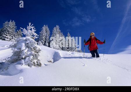 Frau wandert im Tiefschnee, Berg Spitzstein, Chiemgau Alpen, Oberbayern, Bayern, Deutschland Stockfoto