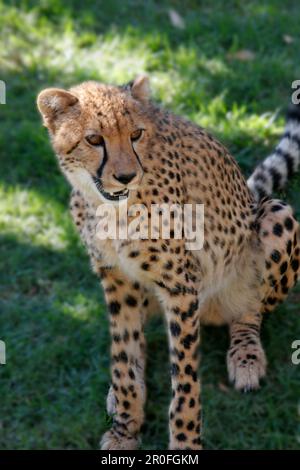 Südafrika Outdshorn Wildpark Gepard Stockfoto