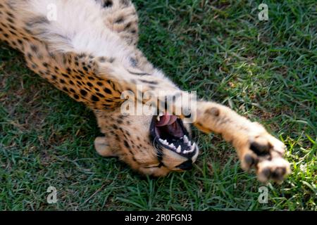 Südafrika Outdshorn Wildpark Gepard Stockfoto