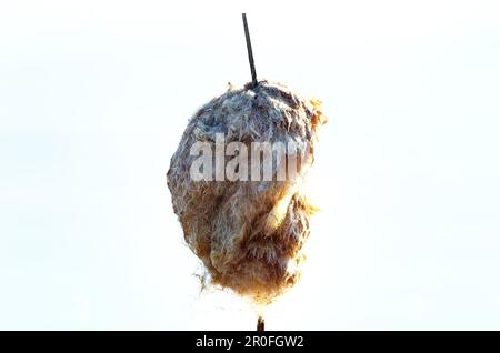 Ein hochkarätiges, minimalistisches Bild eines getrockneten Kattails, dessen Samen zerstreut und bereit, vom Wind in der Spätsaison weggetragen zu werden Stockfoto