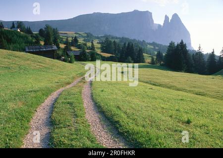 Straße auf Alpe di Siusi, Sciliar im Hintergrund, Trentino-Alto Adige/Südtirol, Italien Stockfoto