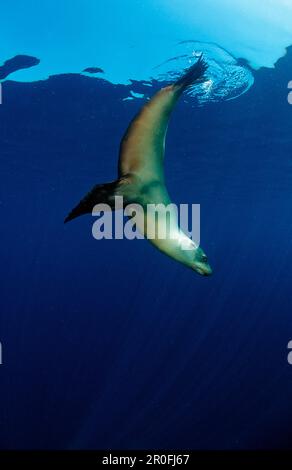 Gruppe von kalifornischen Sea Lion, zalophus californianus, USA, Kalifornien, Pazifischer Ozean Stockfoto