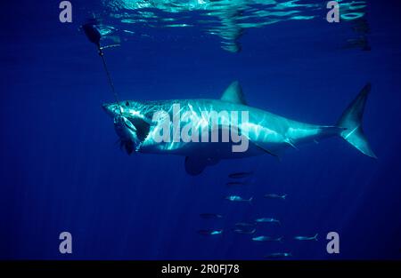 Weißhai fressender Fisch, Carcharodon Carcharias, USA, Kalifornien, Pazifik, Farallon Island, San Francisco Bay