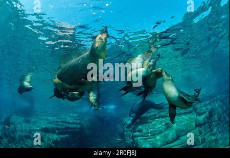 Kalifornischer Seelöwe, Zalophus californianus, Mexiko, Meer von Cortez, Baja California, La Paz Stockfoto