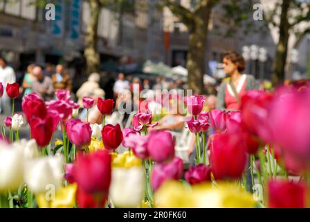 Fußgängerzone mit Tulpen im Frühling, München, Bayern Stockfoto