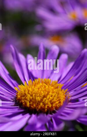 Nahaufnahme einer Blume, Tibetan Aster in Rennsteig Garten, Oberhof, Thüringen, Deutschland Stockfoto