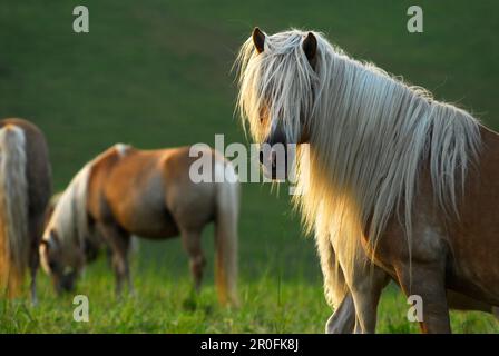Haflinger-Pferde auf der Weide, Meura, Thüringer Wald, Thüringen, Deutschland Stockfoto