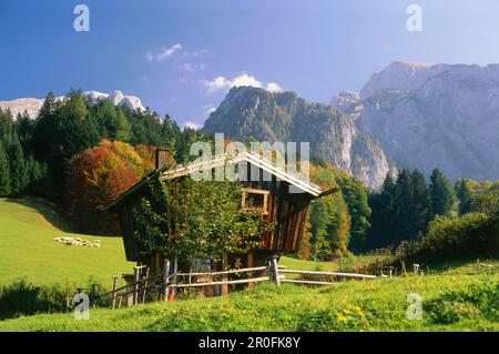 Granary on Meadow, Schoenau am Königssee, Berchtesgadener Land, Bayern, Deutschland Stockfoto