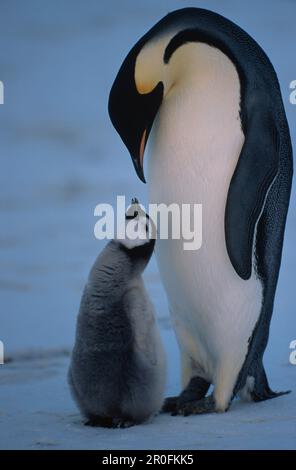 Kaiser Pinguin mit Küken, Aptenodytes forlev, Antarktis Stockfoto