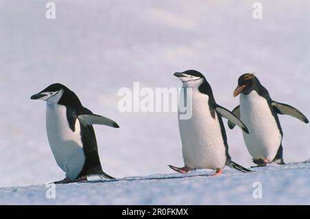 Chinstrap Penguins und Macaroni Penguin, Pygoscelis Antarctica, Eudyptes Chrysolophus, Antarktis Stockfoto