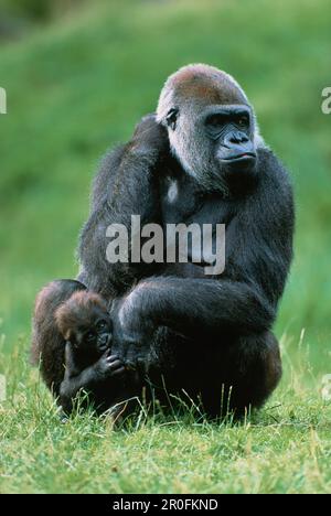 Westlicher Tiefland-Gorilla mit Baby, Gorilla, Afrika Stockfoto