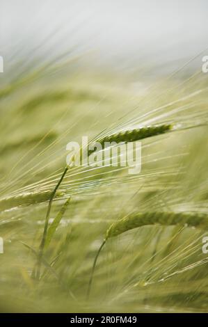 Gerstenfeld, Nahaufnahme, Kärnten, Österreich Stockfoto