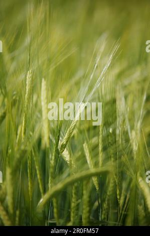 Gerstenfeld, Nahaufnahme, Kärnten, Österreich Stockfoto