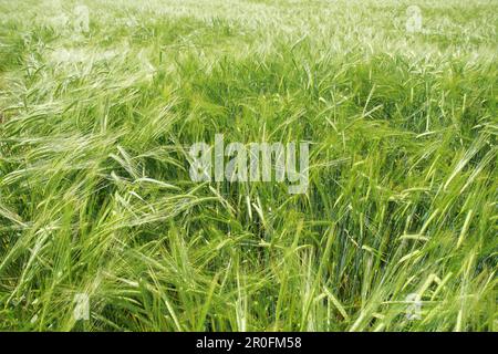 Gerstenfeld, Kärnten, Österreich Stockfoto